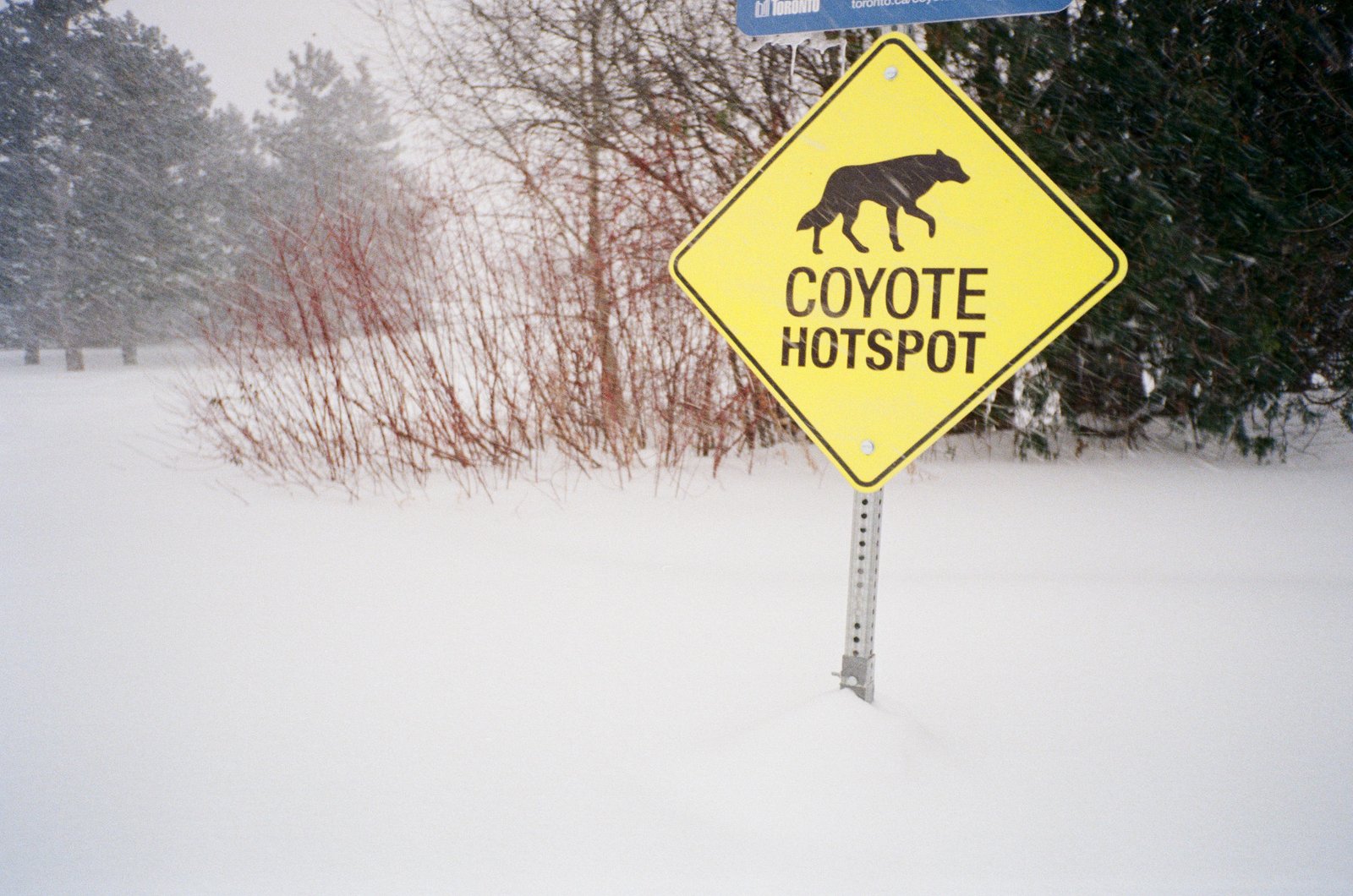 Coyotes?!