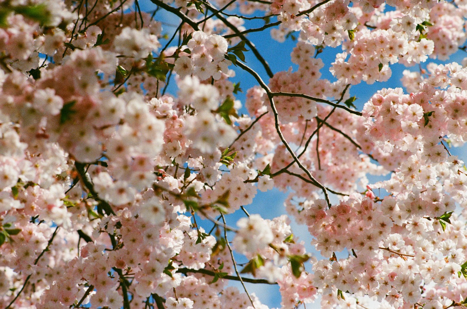 Sakura